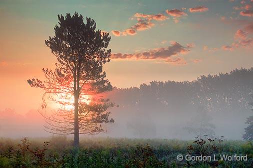 Tree In Foggy Sunrise_20439.jpg - Photographed near Smiths Falls, Ontario, Canada.